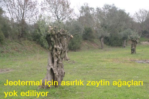 Jeotermal_iin_asrlk_zeytin_aalar_yok_ediliyor