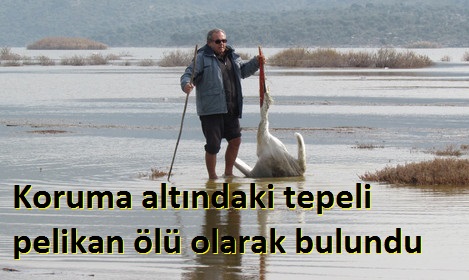 Koruma_altndaki_tepeli_pelikan_l_olarak_bulundu
